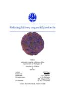 Refining kidney organoid protocols